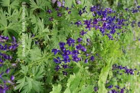 Dwarf Larkspur Delphinium Tricorne Grows From Tuberous Roots In The Wild It Is Found In Or Along The Edges Of Woods Woodland Plants Native Plants Delphinium