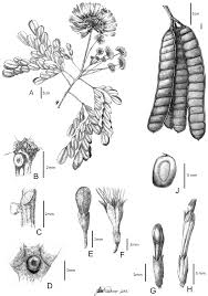 Image result for Cathormion altissimum