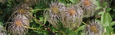 We did not find results for: Starting Clematis From Seed Melinda Myers