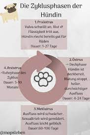 Ihre hündin ist zum ersten mal läufig: Gesundheit Laufigkeit Beim Hund Laufigkeit Baby Mops Alles Fur Den Hund