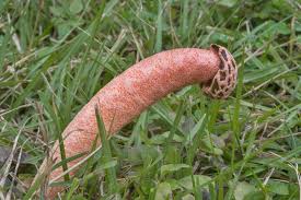 Image result for Hypolytrum pynaertii