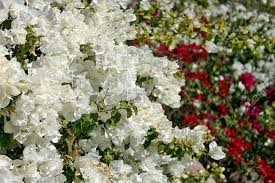 Maybe you would like to learn more about one of these? White Flowers At A Bush In Egypt Asia Stock Photo Picture And Royalty Free Image Image 21796073