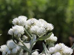 Farben unterscheiden sich deutlich je nach tageszeit und lichtverhältnissen!: Perlkorbchen Silberregen Schonste Stauden Expertenwissen