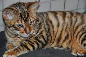 Pin On Cat News
