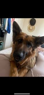 Is your GSD a cuddle or no cuddling? 7:50 59 SOMETIMES A LITTLE NAP WITH  YOUR DOG IS ALL THE THERAPY YOU NEED