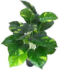 Check spelling or type a new query. Artificial Money Plant Buy Online At Best Prices In Pakistan Daraz Pk