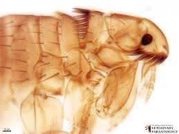 Ctenocephalides canis (sq) especie d'insecto (an); Ctenocephalides Sp Fleas Monster Hunter S Guide To Veterinary Parasitology