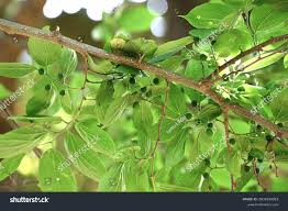 Image result for Celtis sinensis