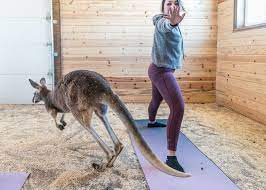 Golden yoga & healing arts ⭐ , united states of america, state of colorado, jefferson county: There S A Private Zoo In Golden You Can Rent And Try Yoga With Kangaroos 303 Magazine