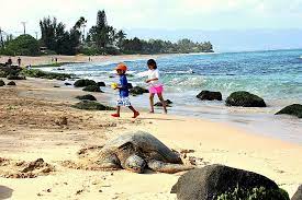 Pin By Derrick Ashley Guyton On Hawaii In 2020 North Shore Beaches Oahu Beaches Turtle Beach