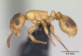 Ravoux's slavemaker ant - Wikipedia