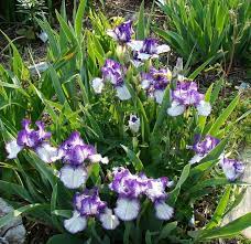 Intermediate Bearded Iris Rare Edition Most Beautiful Flowers Flowering Trees Bearded Iris
