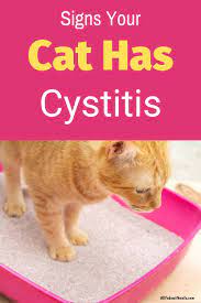 What Is Cystitis In Cats And Tips On How To Prevent It Cat Health Problems Cat Allergies Cat Illnesses