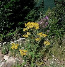 Image result for Senecio mariettae