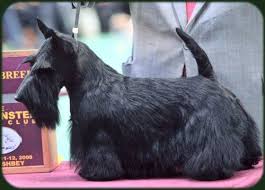 Look Like They Belong On The End Of A Broom But In A Totally Adorable And Cuddly Sort Of Way Dog Grooming Diy Dog Groomers Scottie Terrier