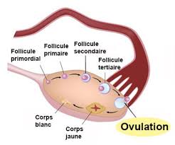 C'est au milieu du cycle menstruel que l'ovule est libéré et passe dans l'une des trompes, où il attendra d'être fécondé : Ovulation Definition Docteurclic Com