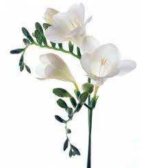 Pin On Flowers