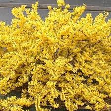 Gold Tide Dwarf Forsythia Shrubs Plants Forsythia