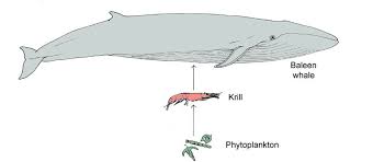 antarctic food web and food chains