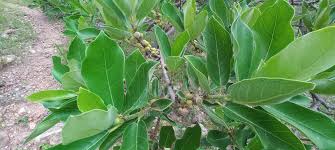 Image result for Ficus stuhlmannii
