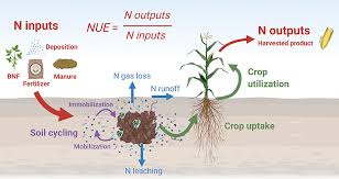 We did not find results for: Frontiers A Research Road Map For Responsible Use Of Agricultural Nitrogen Sustainable Food Systems
