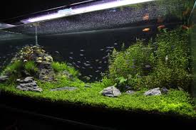 Maybe you would like to learn more about one of these? Understanding Iwagumi Aquascaping Style The Aquarium Guide Total Update