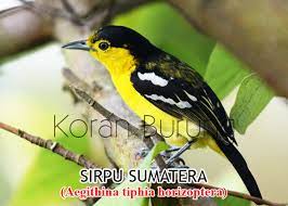 Ada beragam spesies burung sirtu atau sebagian orang lebih mengenalnya dengan nama burung cipoh? Mengenal Jenis Burung Sirpu Sirtu Si Hijau Nan Merdu