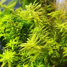 Image result for Rennera limnophila