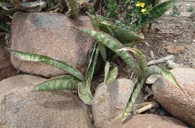 Image result for Sansevieria hyacinthoides