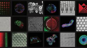 Directory of biotech contract manufacturing companies. Laboratory Of Stem Cell Bioengineering Epfl