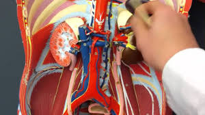 A table describing the structure and functions of blood vessels; Blood Vessels Of The Cardiovascular System In Models And Cat Dissections Youtube