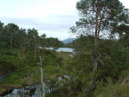 Varaldsøy bir eski belediye eskiden hordaland ilçe, norveç. Varaldsoy Anglerboard Forum Mit Den Besten Tipps Zum Angeln