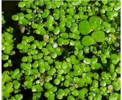 Image result for Wolffiella hyalina