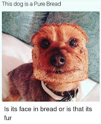 This Dog Is A Pure Bread Is Its Face In Bread Or Is That Its Fur Meme On Me Me