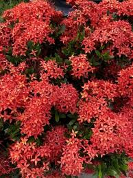 Image result for Ixora fastigiata