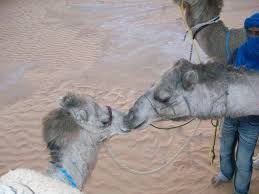 It can be done in many places around china, but none will be quite as good as what you can find in xinjiang. Morocco At A Glance Camel Ride In The Sahara Experience It Tours
