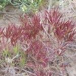 Image result for Chloris roxburghiana