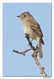 Birds Of North Alabama Hammond S Flycatcher Flycatcher Bird Book Birds