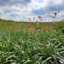 Image result for Talinum tenuissimum