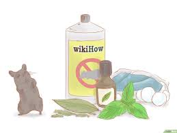 كيفية التخلص من الفئران في المنزل 14 خطوة صور توضيحية Wikihow