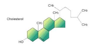 Cholesterol Is A Example Of A Lipid