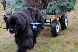 Spending time with a newfoundland poodle mix puppy before you bring them home is a good way to learn if they trigger your allergies. Newfs Help Deliver Christmas Trees To Raise Funds For Rescue American Kennel Club