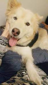 However, he is also shown, in some pictures. Meet Turbo Mackenzie River Husky Wolf Best Doggo I Know Aww