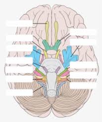 Cranial nerves are the nerves that emerge directly from the brain (including the brainstem), of which there are conventionally considered twelve pairs. Cranial Nerves Labeled Hd Png Download Transparent Png Image Pngitem