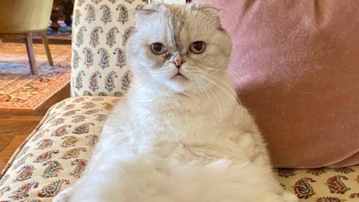Is Taylor Swift's Cat Worth More Than Travis Kelce? Cat Fansite Confidently  Guesstimates Yes
