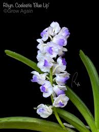 Image result for Afrosolen coeruleus