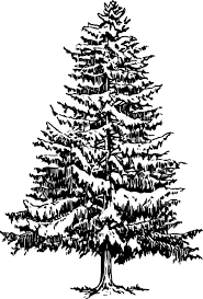 Artistic Black And White Tree Drawings Pine Tree Art Pine Tree Clip Art Vector Clip Art Online Royalty Free Public Pine Tree Drawing Pine Tree Art Tree Drawing