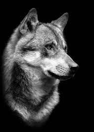 Wild Wolf Head B Poster Wild Wolf Head Posterblack And White Wolf Face Wallpaper Wolfs Night Photos Jpeg Wolves And Women Dog Portraits Art Beautiful Wolves