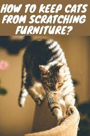 Pin On Recommendations For Cats