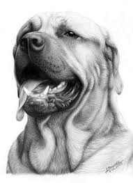 You just need to place them and the feet on the ground, and the rest can be i hope i convinced you that drawing a pose is the most important thing you can do to create a realistic animal and all your drawn creatures will be. 50 Professional Photo Realistic Animal Drawings Realistic Animal Drawings Animal Sketches Dog Drawing